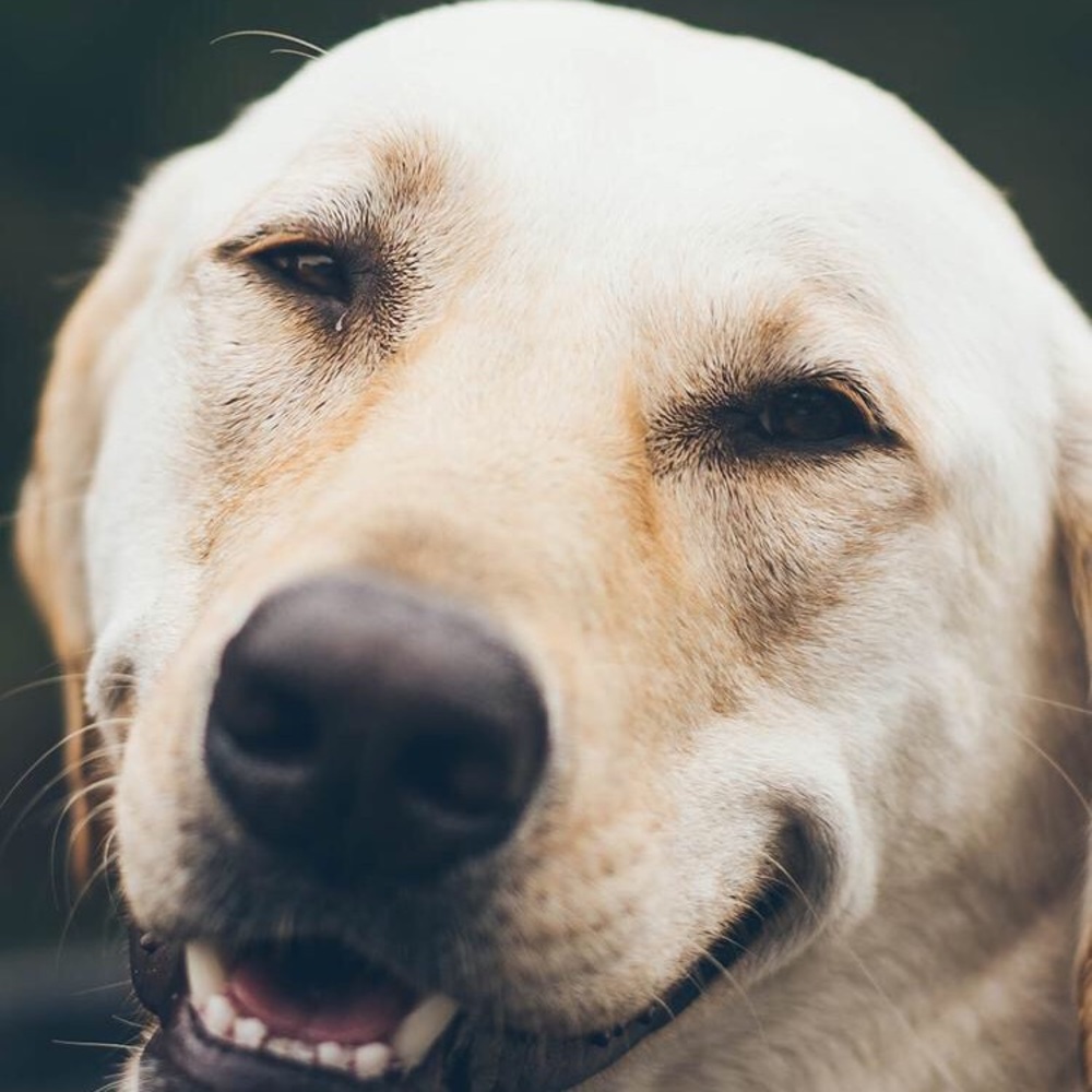 Meet your Posher, Cali